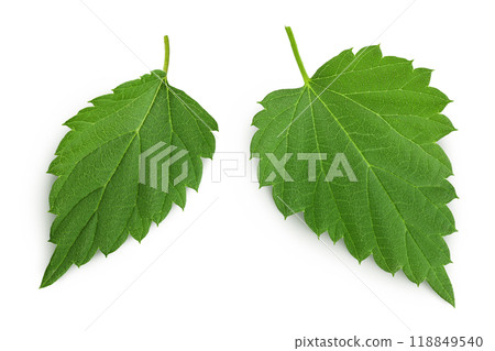 Hop cone leaves isolated on white background. Beer brewing ingredients 118849540