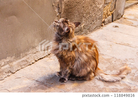 Stray hungry cat on the city street 118849816