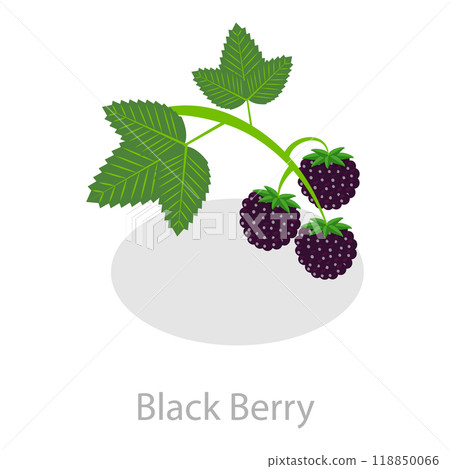 3D Isometric Flat  Set of Astringent Herbs. Item 2 118850066