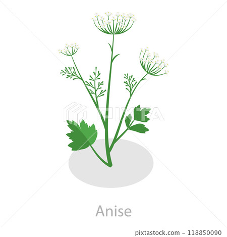 3D Isometric Flat Set of Healing Herbs. Item 4 3D Isometric Flat Set of Healing Herbs. Item 4 118850090