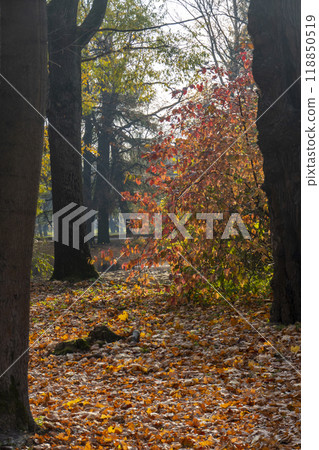 Panorama. Lonely beautiful autumn tree. Autumn Landscape. Panorama. Lonely beautiful autumn tree. Autumn Landscape. 118850519