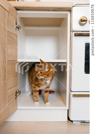 Cat is sitting in kitchen cabinet 118850676