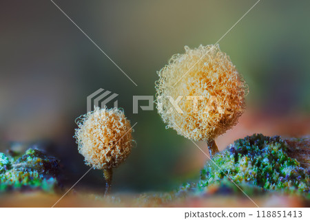 Push Pin Slime Mold - Hemitrichia calyculata Push Pin Slime Mold - Hemitrichia calyculata 118851413