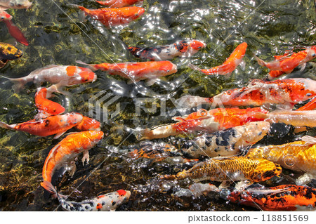 A large school of carps is swimming in the pond. The sunlight reflects off the water surface, sparkling beautifully. 118851569