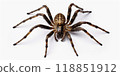 Closeup of a Spider on a white background, highlighting details and textures. Scary Insect Halloween Decor 118851912
