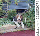 beagle dog in the garden 118852074