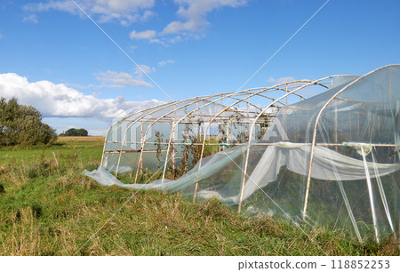Greenhouse with organic vegetable crops damaged by storm. 118852253