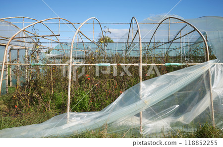 Greenhouse with organic vegetable crops damaged by storm. 118852255