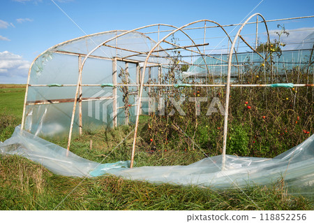 Greenhouse with organic vegetable crops damaged by storm. 118852256