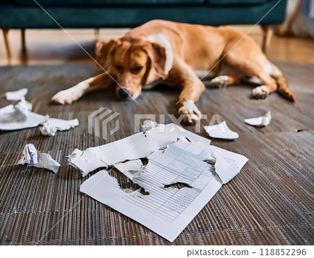 Dog creates a mess by shredding important papers on a living room floor in a cozy home. Generative AI 118852296