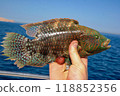Cheek-lined Wrasse (Oxycheilinus digramma), caught fish in hand, Red Sea, Egypt 118852356