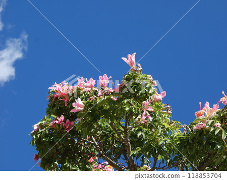 喬帕拉樹的花 喬帕拉樹的花 118853704