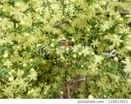 Wild asparagus flowers 118853825