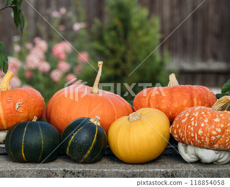 Ripe pumpkins and squash in the garden. Autumn harvest with different varieties of pumpkins. Ripe pumpkins and squash in the garden. Autumn harvest with different varieties of pumpkins. 118854058