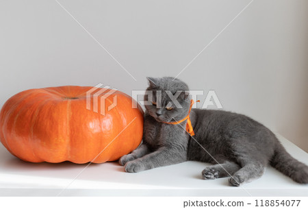 A grey cat and big pumpkin on a white background. British cat with orange bow looks at large orange pumpkin on the table. A grey cat and big pumpkin on a white background. British cat with orange bow looks at large orange pumpkin on the table. 118854077