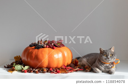 Scottish straight cat and a large pumpkin with autumn decorations on white background. Thanksgiving, autumn concept. Copy space. 118854078