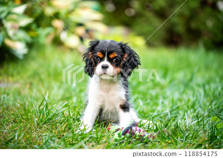The cavalier king charles spaniel puppy in garden on green grass. 118854175