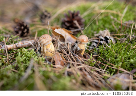 Mushrooms in a mossy forest floor with pine cones and needles in autumn Mushrooms in a mossy forest floor with pine cones and needles in autumn 118855398