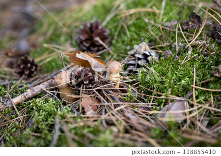 Close up of small mushroom growing in forest moss with pinecones autumn nature Close up of small mushroom growing in forest moss with pinecones autumn nature 118855410