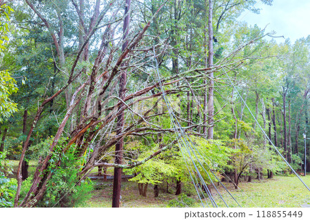 During tropical storm hurricane, tree is blown down broken, falling over electrical wires During tropical storm hurricane, tree is blown down broken, falling over electrical wires 118855449