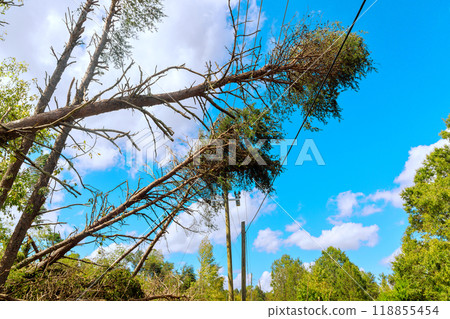 Tree is blown down during tropical storm hurricane broken crashing down electrical over wires Tree is blown down during tropical storm hurricane broken crashing down electrical over wires 118855454