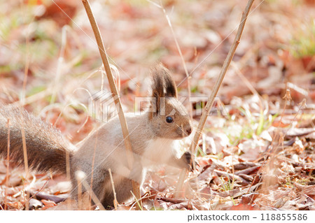 Ezoris in fall Ezoris in fall 118855586