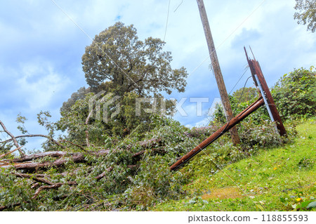 As result of tropical hurricane, tree is blown down damaged, resulting in collapse of an electrical pole wires 118855593
