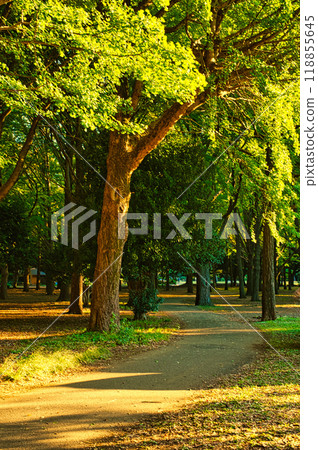 Yoyogi Park, Tokyo - Autumn leaves illuminated by the morning sun in early autumn Yoyogi Park, Tokyo - Autumn leaves illuminated by the morning sun in early autumn 118855645