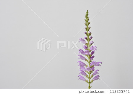 Physostegia virginiana Physostegia virginiana 118855741