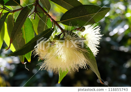 Flowering rose apple (lat.- Syzygium jambos) 118855743