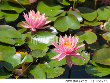 Blooming nymphea closeup (Lat. - nymphaea) Blooming nymphea closeup (Lat. - nymphaea) 118855744