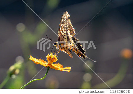 Butterfly perching on yellow cosmos 118856098