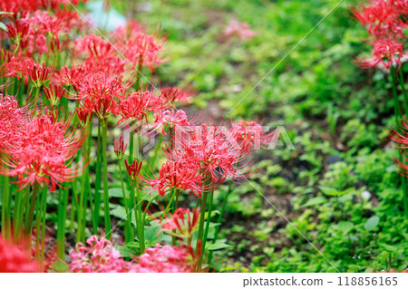 紅蜘蛛百合在水稻梯田中綻放 Auberge 118856165