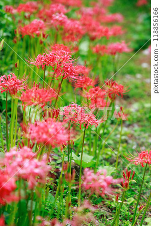 Red spider lily blooming in the rice terraces Auberge Red spider lily blooming in the rice terraces Auberge 118856166
