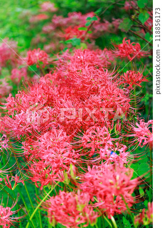 Red spider lily blooming in the rice terraces Auberge 118856173