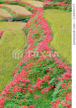 Red spider lily blooming in the rice terraces Auberge Red spider lily blooming in the rice terraces Auberge 118856177