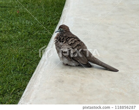 Butterfly butt 118856287