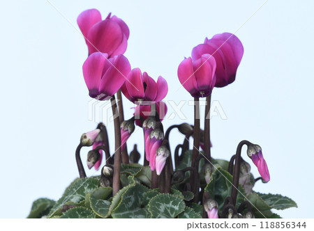 鮮紅的仙客來（修復攝影） 118856344