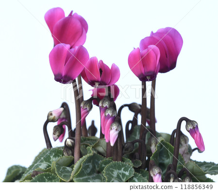 Bright red cyclamen (photo by Fix) Bright red cyclamen (photo by Fix) 118856349