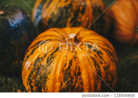 pumpkin on the ground pumpkin on the ground 118856608