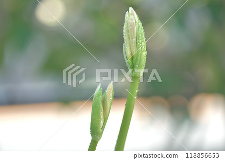 黃色色的花 118856653