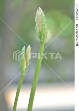 黃色色的花 118856654