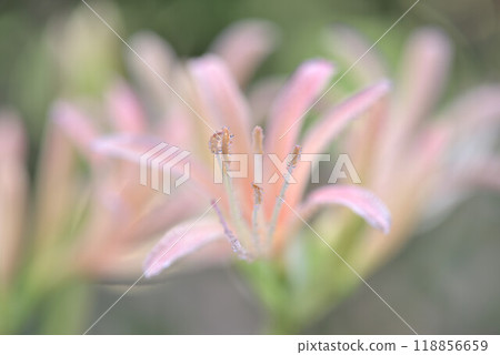 黃色色的花 118856659