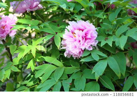 Peony flower, orchid, hibiscus Peony flower, orchid, hibiscus 118856681