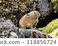 Pikachu rabbit 118856724