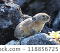 Pikachu rabbit 118856725