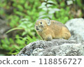 Pikachu rabbit 118856727
