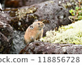 Pikachu rabbit 118856728