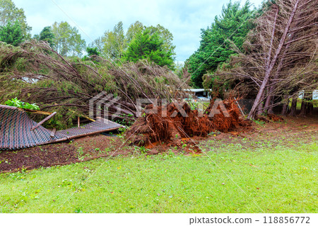 Fences around house were damaged by falling trees during hurricane 118856772