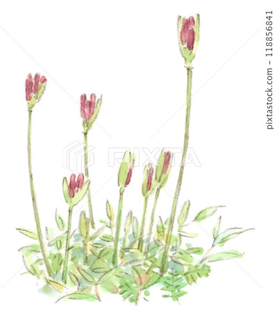 Watercolor illustration of autumn flowers, red spider lilies (Higanbana, spider lilies, spider lilies) growing flower buds 118856841